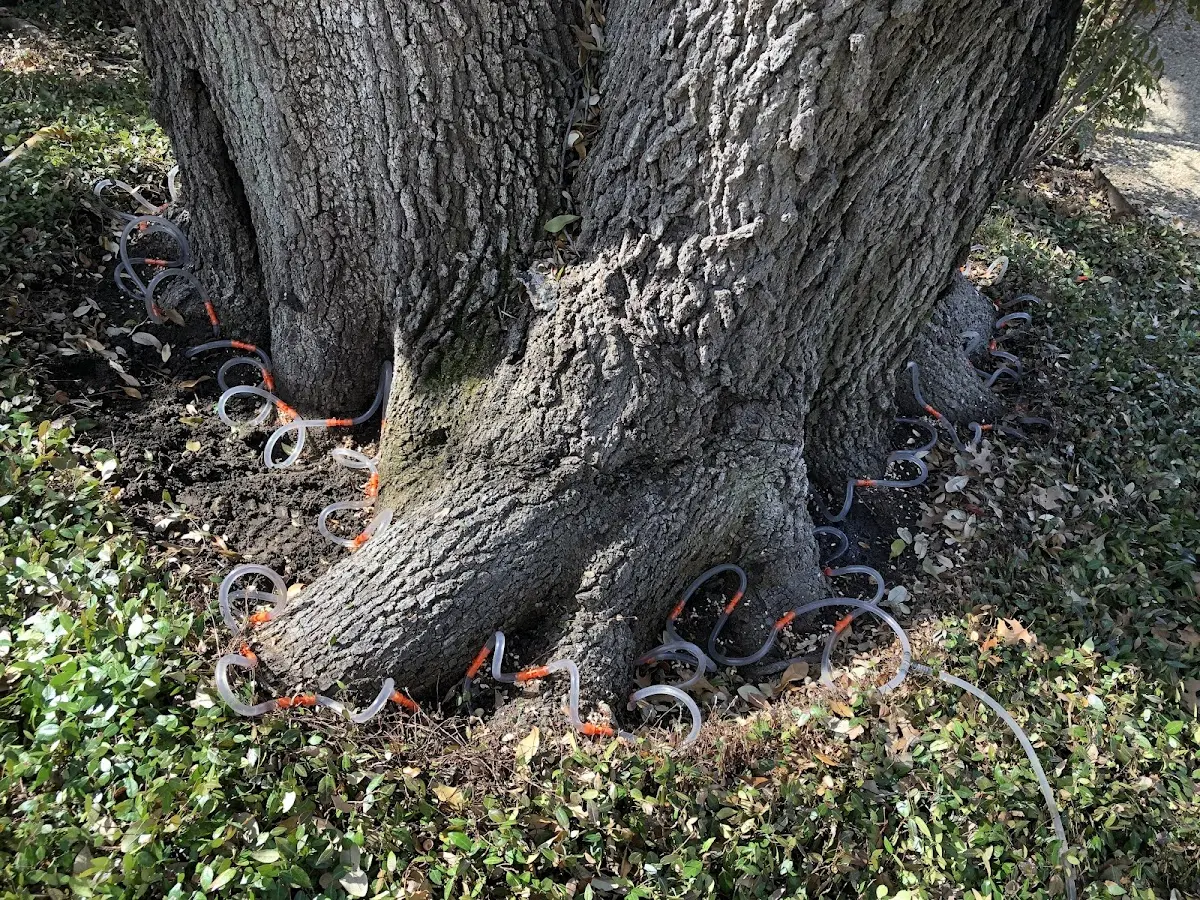 Detailed Tree Cabling and Bracing job site in Wesco