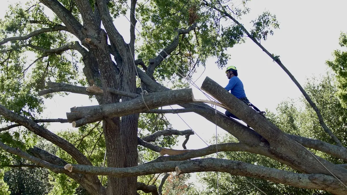 Professional Crown Thinning performed by certified arborists in Wesco